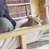 画面左半分にあぐら姿勢の息子さんの足、その右に1匹の猫ちゃん