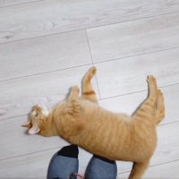 飼い主の足元に転がる猫