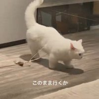 おもちゃを引きずりながら歩く猫