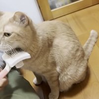 あごの下のブラッシングを受ける猫