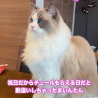 テーブルの上の猫