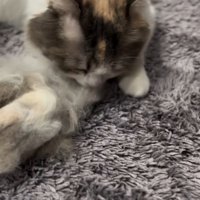 ブラッシングで取れた自分の毛に顔を近づける猫