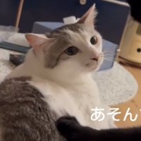 真顔の猫