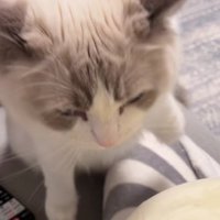 抱っこされる猫