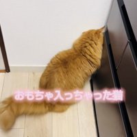 クローゼットと壁の隙間に入ったおもちゃを見るサイベリアン