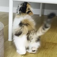 タグを咥え正面にお尻を向ける猫