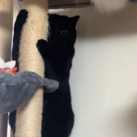 柱につかまって隠れる黒猫