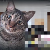 ペットカメラに映った猫