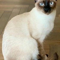 おすわりして振り向くシャム柄の猫