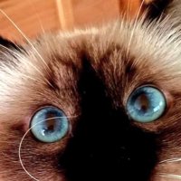 猫の目のアップ