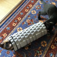 筒の中で遊ぶ子猫