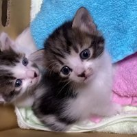 カメラ目線の2匹の子猫