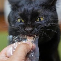 ささみを食べている黒猫