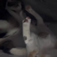 こたつの中にいる子猫