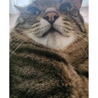室内にいる猫