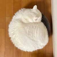 丸まっている白猫