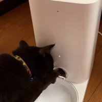 自動給餌器を手動で開けた猫