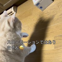貯金箱に手を伸ばすスコティッシュフォールド
