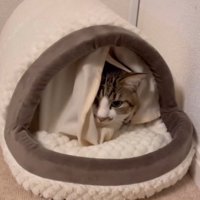 キャットベッドの中に入っている猫