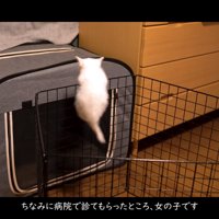 サークルを登る子猫