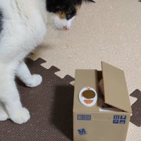 半開きになったダンボール型の貯金箱を見つめる猫