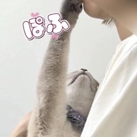 飼い主さんの鼻と口にタッチするシャムトラ猫