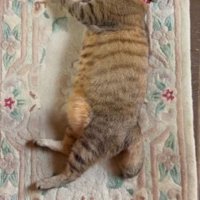 玄関マットにすっかり横になって起きない猫