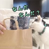 紙袋を嗅ぐ猫
