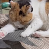 グルーミングする猫