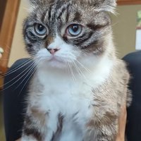 きょとん猫