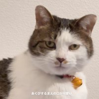 口を閉じた猫