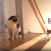 階段へ近づいていく子猫