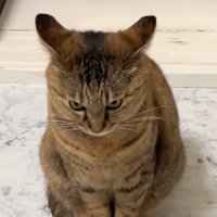 イカ耳の猫