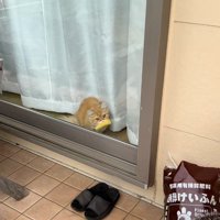 エビフライをくわえた窓辺の猫1
