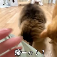 痛みで餌を落とす飼い主さんと食べるぽこまるさん