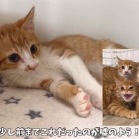 保護したばかりの屋台兄弟