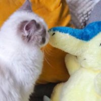 ぬいぐるみと猫