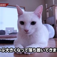 テーブルに乗る子猫