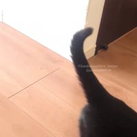 横切る黒猫
