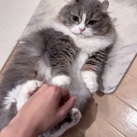 仰向けになって人と遊ぶキンカロー種の猫