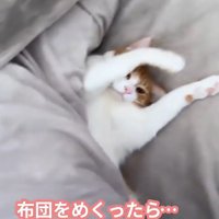両手を頭の上に上げる猫