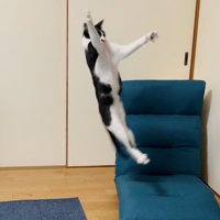 前足を『L』の形にして飛び上がるハチワレ猫
