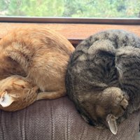 丸くなる2匹の猫