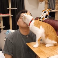 飼い主の顔に頭をすりつける猫