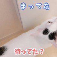 トイレに入ってきた猫