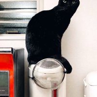 炊飯器に座る黒猫