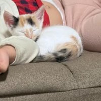寝ている子猫