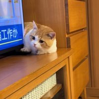 体を起こそうとする子猫