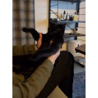 室内にいる猫