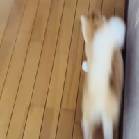 飼い主さんの前を走る茶白猫